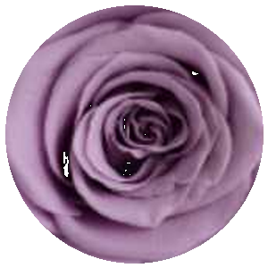 Rosa Viola Y