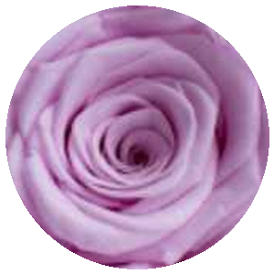 Rosa Card
