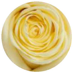 Rosa Arancio
