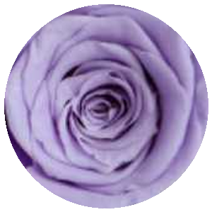 Rosa Viola