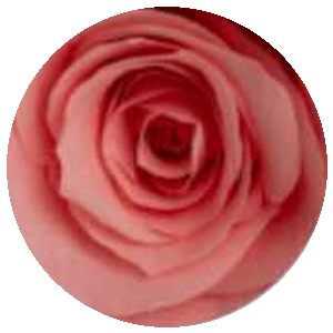 Rosa Rossa