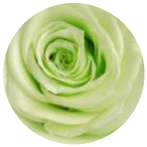 Rosa Acqua